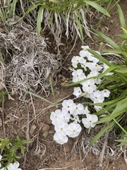 Phlox multiflora