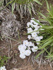 Phlox multiflora