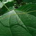 Ramulus mikado - Photo (c) あうる, algunos derechos reservados (CC BY)