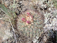 Pediocactus nigrispinus