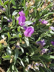 Astragalus spatulatus