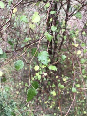 Plagianthus regius regius