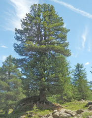 Pinus cembra