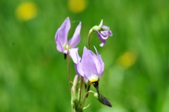 Primula jeffreyi