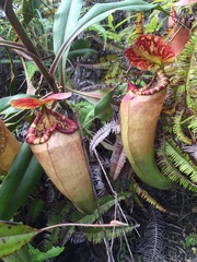 Nepenthes sumatrana