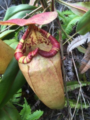 Nepenthes sumatrana