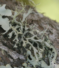 Heterodermia leucomelos