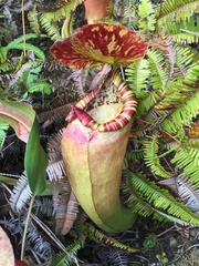 Nepenthes sumatrana