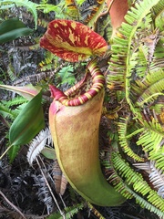 Nepenthes sumatrana