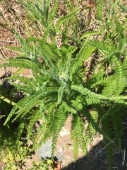 Achillea millefolium image