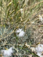 Dianthus lumnitzeri