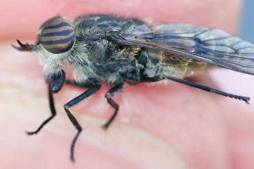Broad-headed Horsefly