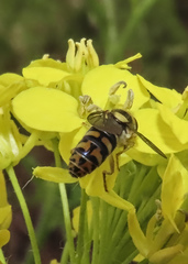 Sphaerophoria pyrrhina