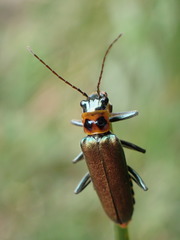 Themus taiwanus