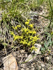 Sedum acre