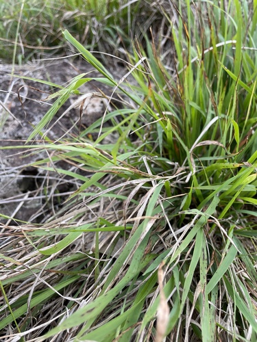 Microlaena stipoides