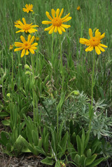 Arnica sororia