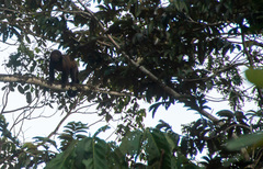 Sapajus robustus