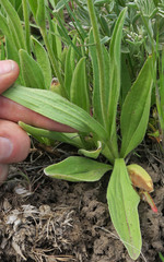 Arnica sororia