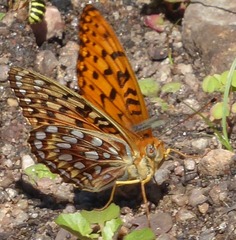Speyeria coronis halcyone