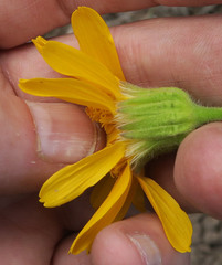 Arnica sororia