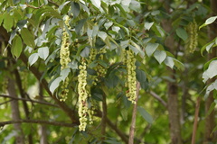 Pterocarya