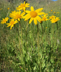 Arnica sororia