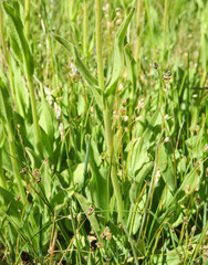 Arnica sororia