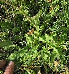 Arnica sororia
