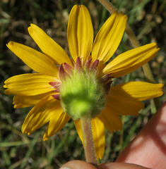 Arnica sororia