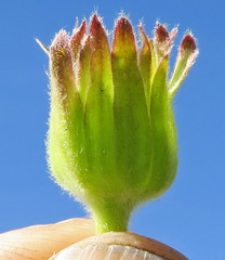 Arnica sororia