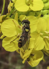 Sphaerophoria pyrrhina