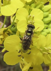 Sphaerophoria pyrrhina