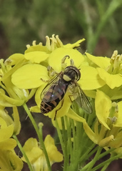Sphaerophoria pyrrhina