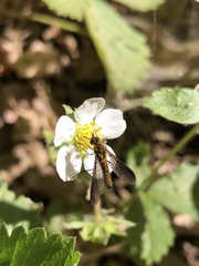 Thevenetimyia luctifera