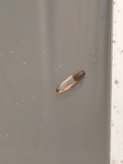 Conoderus vespertinus