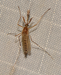 Aedes canadensis canadensis