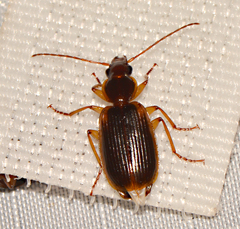Cymindis limbata