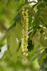 Pterocarya