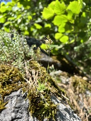 Poa badensis