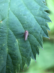 Agallia quadripunctata