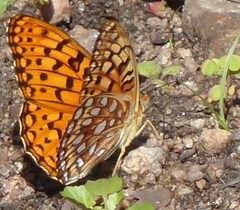 Speyeria coronis halcyone