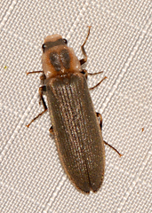 Denticollis denticornis