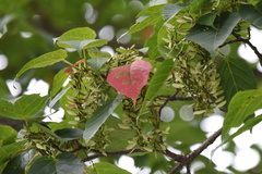 Acer davidii