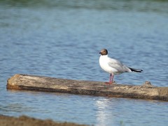 Chroicocephalus ridibundus