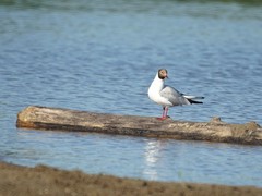 Chroicocephalus ridibundus