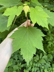 Acer ukurunduense