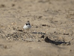 Charadrius dubius