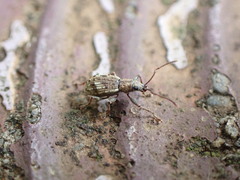 Eusomidius rostralis