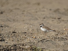 Charadrius dubius